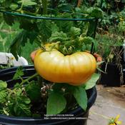 dwarf plant with one big tomato