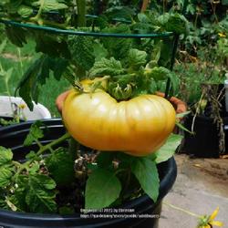 Location: Northeastern, Texas
Date: 2023-07-03
dwarf plant with one big tomato