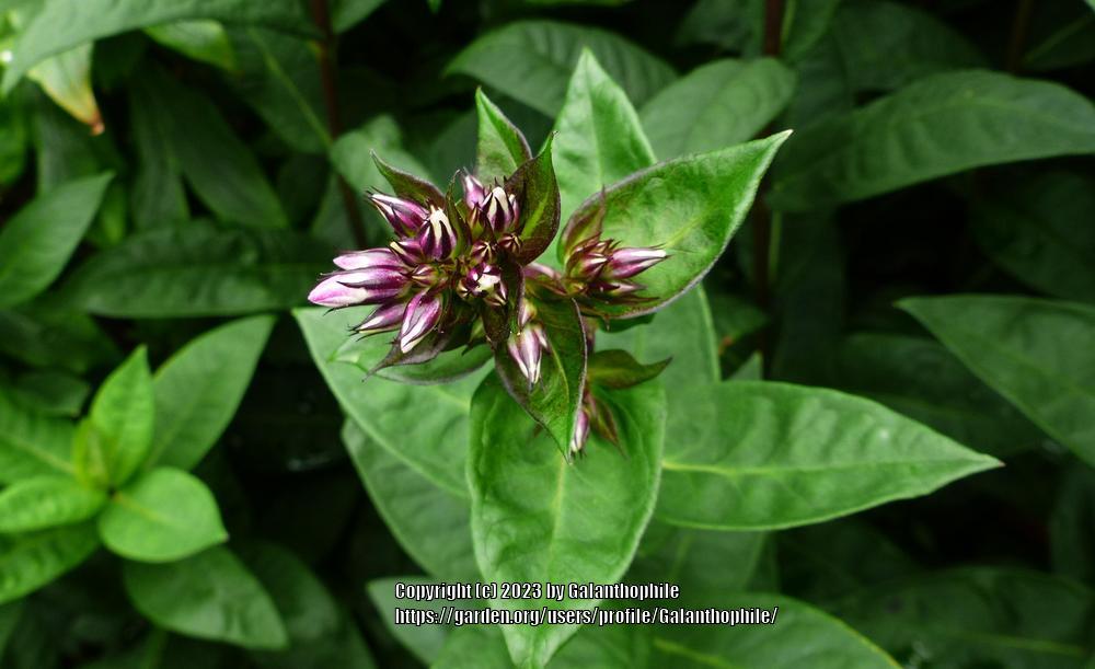 Photo of Garden Phlox (Phlox paniculata 'Eva Cullum') uploaded by Galanthophile