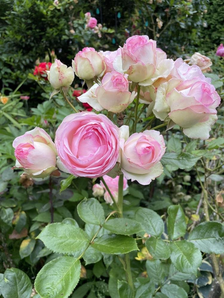 Photo of Rose (Rosa 'Pierre de Ronsard') uploaded by Newgreen