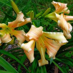 Location: Eagle Bay, New York
Date: 2023-07-09
Daylily (Hemerocallis 'Before') blooms nicely spaced