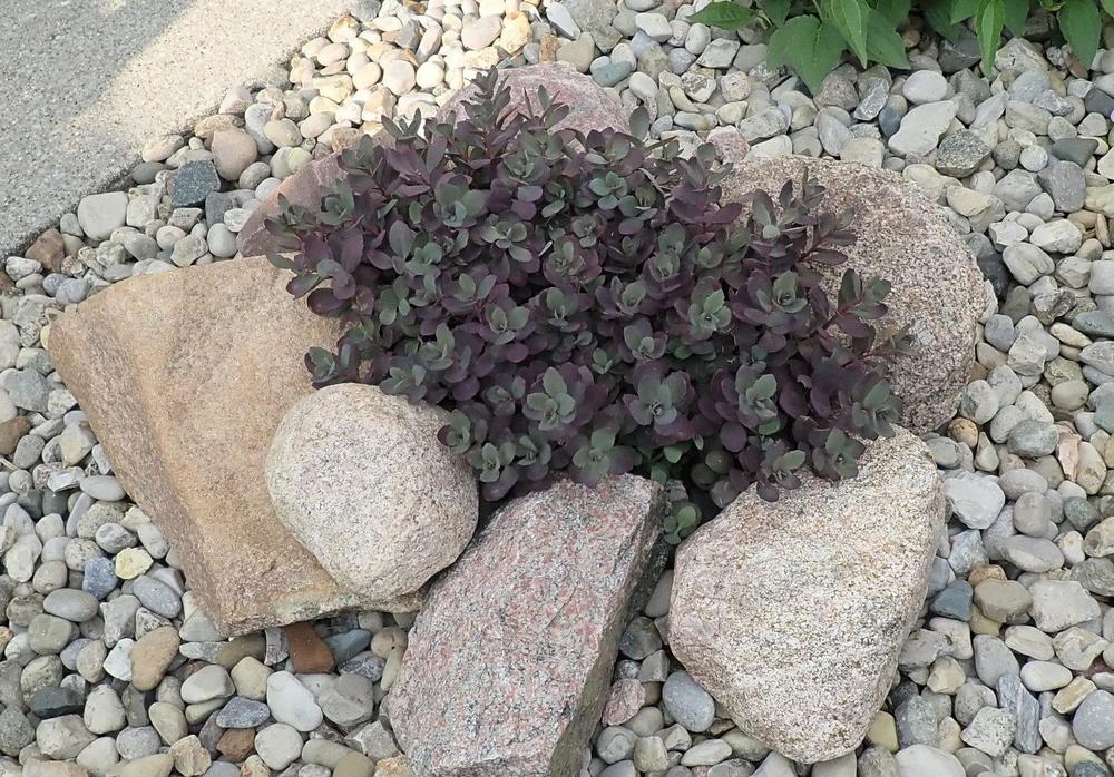 Photo of Sedum (Hylotelephium SunSparkler® Dazzleberry) uploaded by gardengus