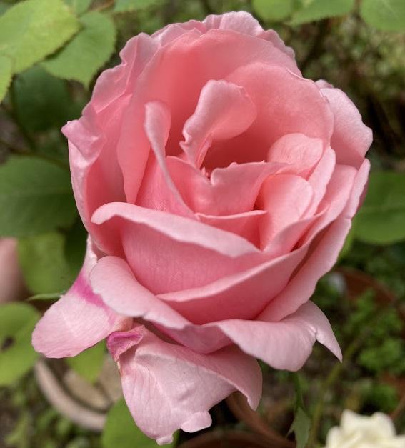 Photo of Hybrid Tea Rose (Rosa 'Tiffany') uploaded by pmpauley