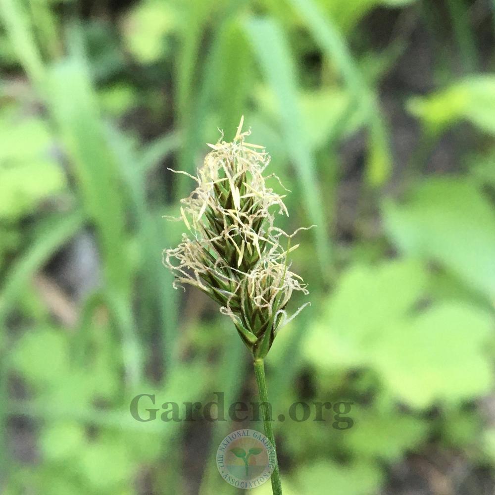 Photo of Sedges (Carex) uploaded by BlueOddish