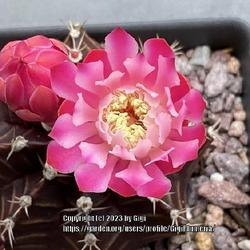Location: My garden in Tampa, Florida
Date: 2023-07-11
My de-grafted cactus’ bloom.