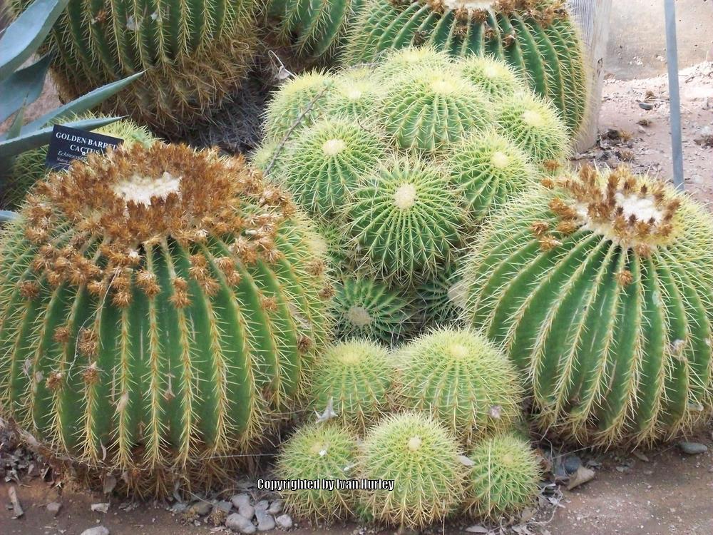 Photo of Golden Barrel Cactus (Kroenleinia grusonii) uploaded by Ivan_N_Tx
