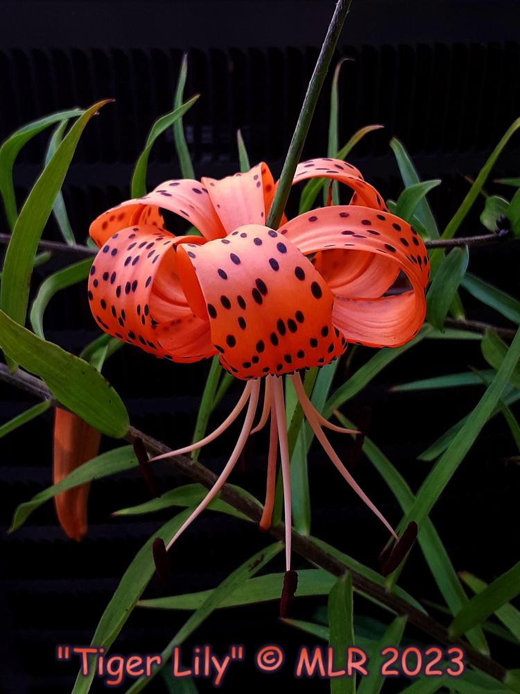 Photo of Tiger Lily (Lilium lancifolium) uploaded by MLR11