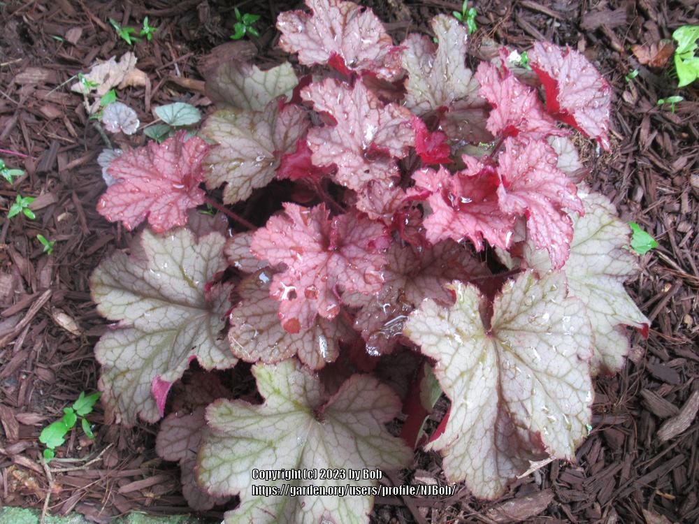 Photo of Coral Bells (Heuchera Indian Summer Coralberry) uploaded by NJBob