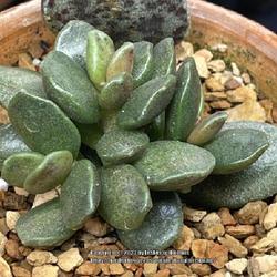 Location: Sacramento CA.
Date: 2023-07-11
Adromischus diabolicus 16 months old plant propagated from leaf o