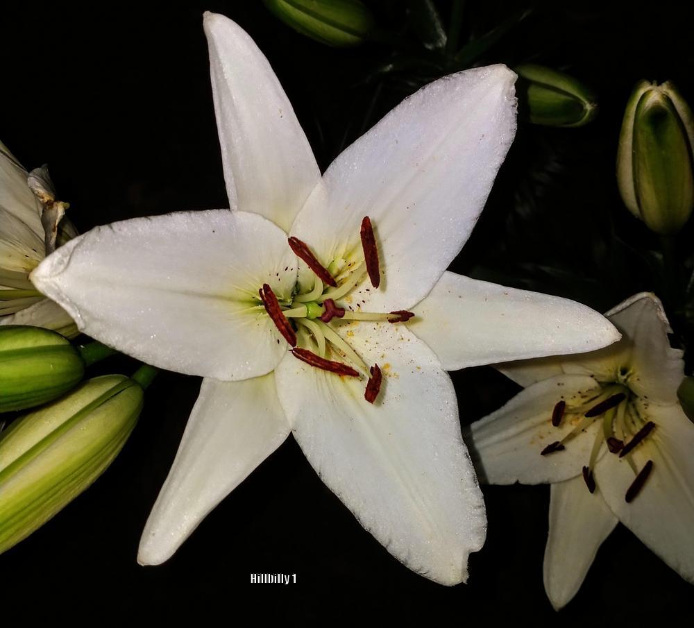 Photo of Lily (Lilium 'Courier') uploaded by HoodLily