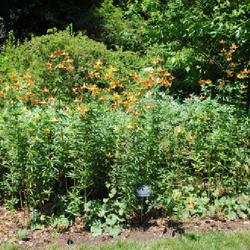 Location: Mount Cuba Center, Delaware
Date: 2018-06-29
a labeled group in bloom