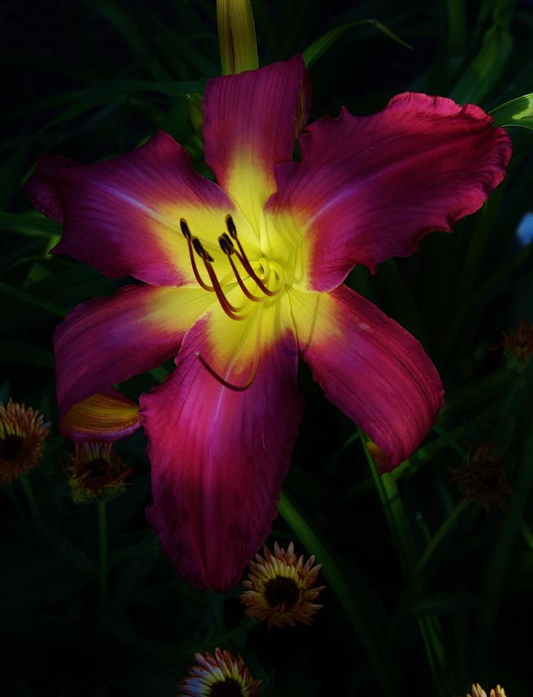 Photo of Daylily (Hemerocallis 'Neon Flamingo') uploaded by Polka45