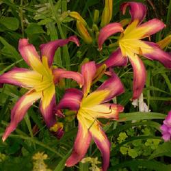 Location: Eagle Bay, New York
Date: 2023-07-12
Daylily (Hemerocallis 'Bali Watercolor') not crowded at all