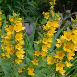 Location: Eagle Bay, New York
Date: 2023-07-13
Yellow Loosestrife (Lysimachia punctata) stems, leaves and blooms
