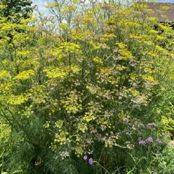 Location: my garden-zone 6b
Date: 2023-07-13
7 ft tall dill