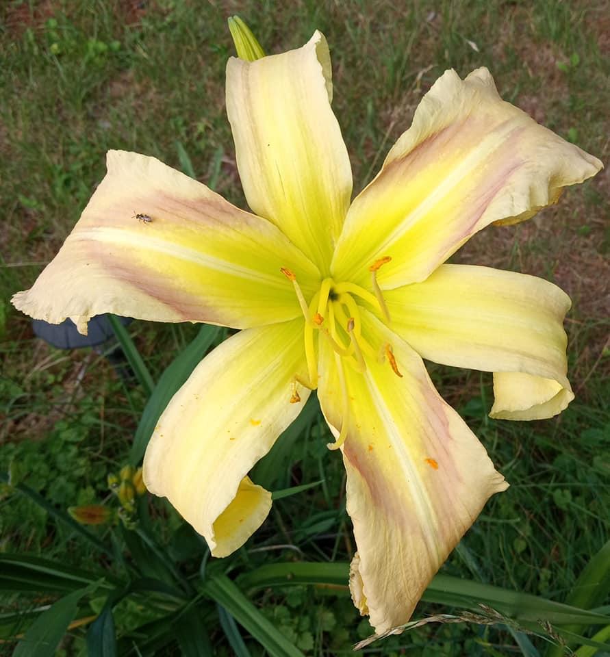 Photo of Daylily (Hemerocallis 'His Highness') uploaded by Elfenqueen