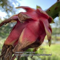 Location: My garden in Tampa, Florida
Date: 2023-07-04
My first dragon fruit!