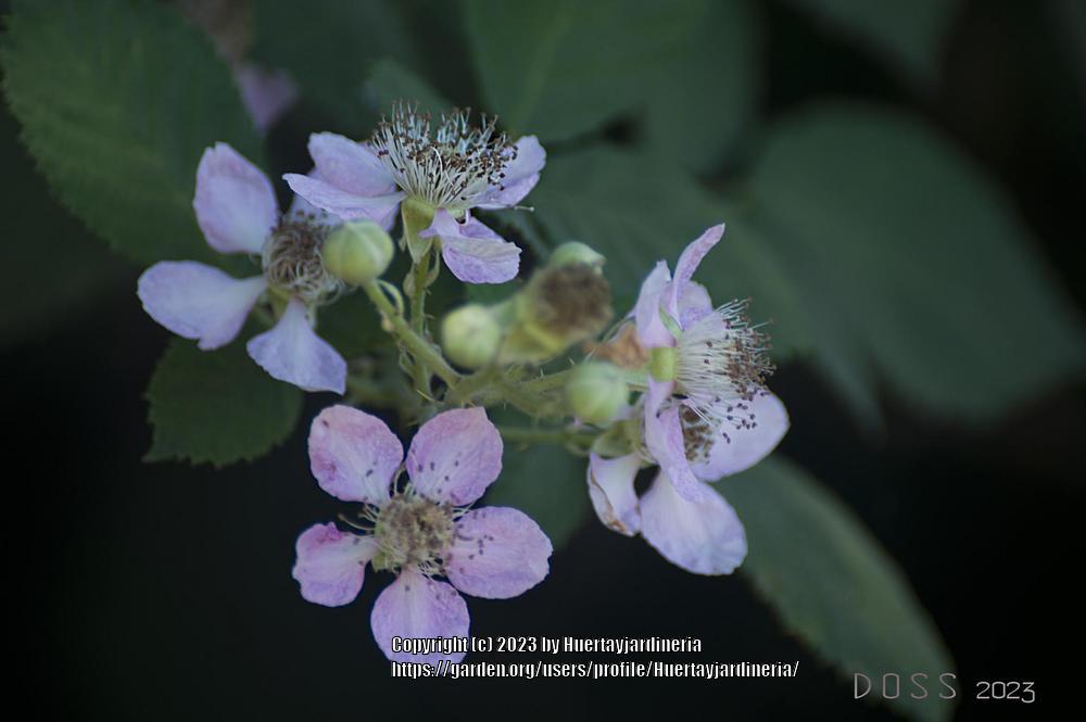 Photo of Rubus ulmifolius uploaded by Huertayjardineria