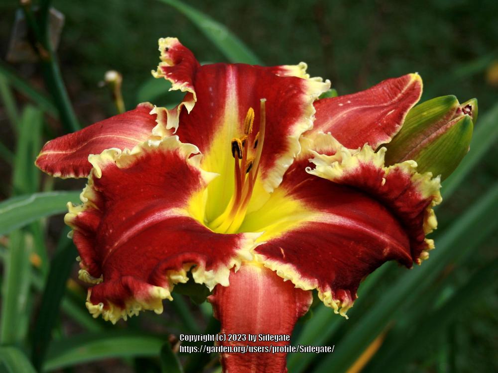 Photo of Daylily (Hemerocallis 'Armed to the Teeth') uploaded by Sidegate