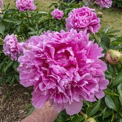 Location: W E Upjohn Peony Garden, Nichols Arboretum, Ann Arbor
Date: 2019-06-12
If you want a peony that produces 'dinner plate' sized blooms, Qu