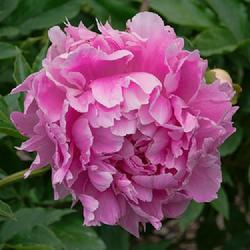 Location: W E Upjohn Peony Garden, Nichols Arboretum, Ann Arbor
Date: 2017-06-05
An example of a bloom with a narrow range of pink tones, all in t