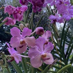 Location: My garden in Tampa, Florida
Date: 2023-07-14
My sun loving Vandas by Motes Orchids.