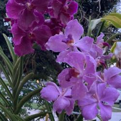 Location: My garden in Tampa, Florida
Date: 2023-07-14
My sun loving Vandas by Motes Orchids.