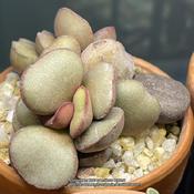 Good growth year for Adromischus marianiae var. hallii due to ext