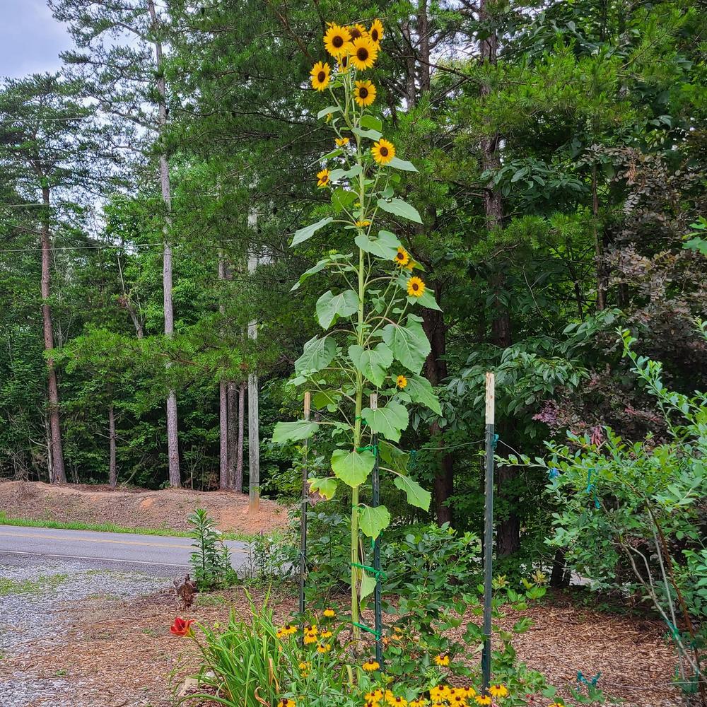 Photo of Sunflowers (Helianthus annuus) uploaded by LoriMT
