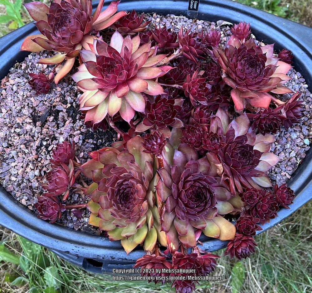 Photo of Hen and Chicks (Sempervivum 'Copper Canyon') uploaded by MelissaHopper