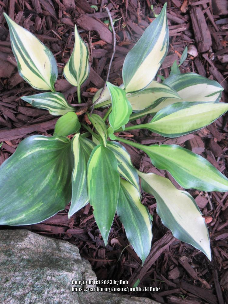 Photo of Hosta 'The Sweetest Thing' uploaded by NJBob