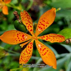 Location: Southern Pines, NC (Boyd House garden)
Date: July 14, 2023
Blackberry lily #318; RAB page 324, 46-1-1, ( Synonym-Belamcanda 