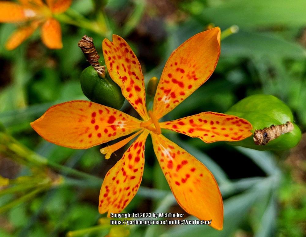 Photo of Species Iris (Iris domestica) uploaded by WebTucker