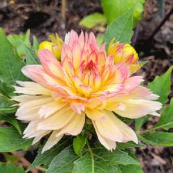 Location: Ann Arbor, Michigan
Date: 2023-07-15
First bloom, new plant, shorter landscaping dahlia