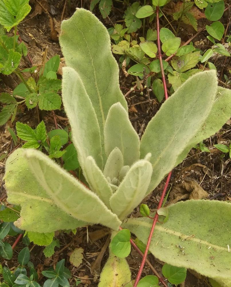 Photo of Common Mullein (Verbascum thapsus) uploaded by purpleinopp