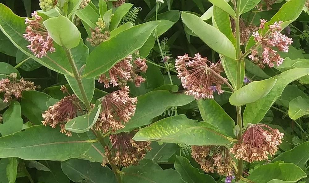 Photo of Common Milkweed (Asclepias syriaca) uploaded by purpleinopp