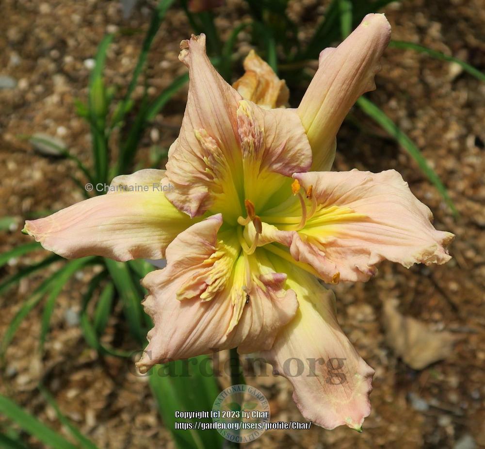 Photo of Daylily (Hemerocallis 'Sculpted in Vermont') uploaded by Char