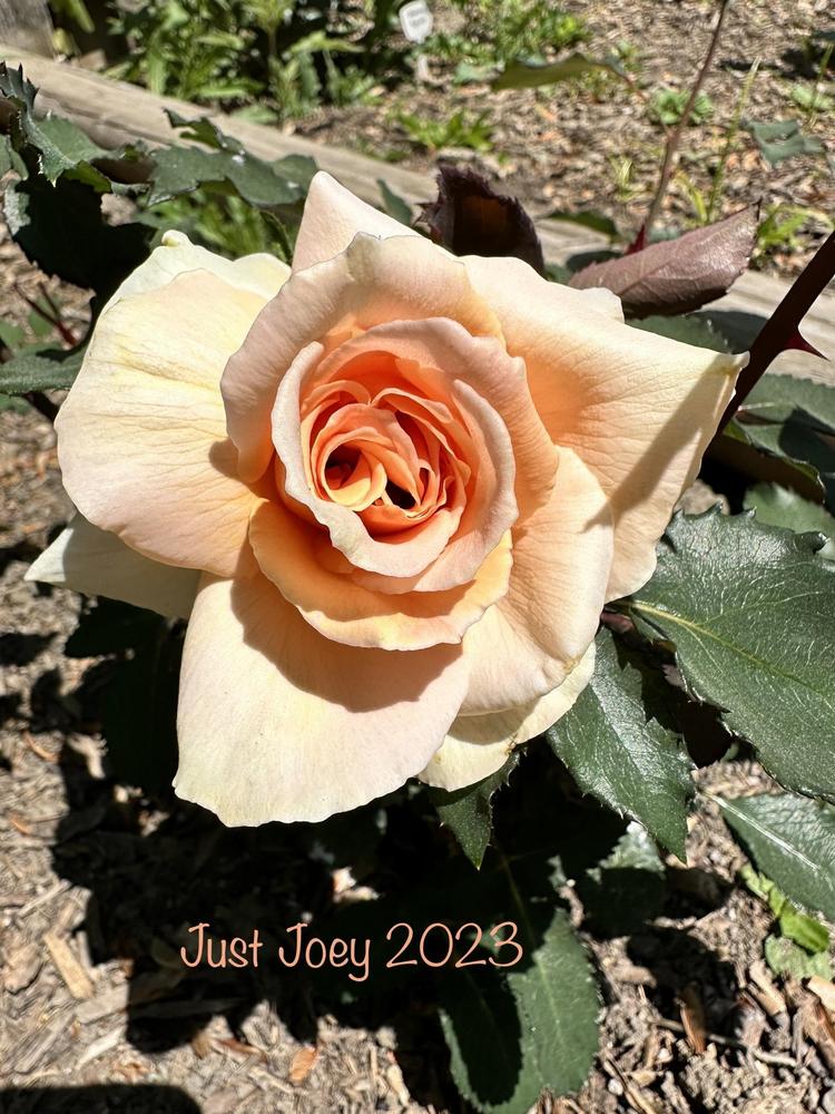 Photo of Rose (Rosa 'Just Joey') uploaded by Eric_C