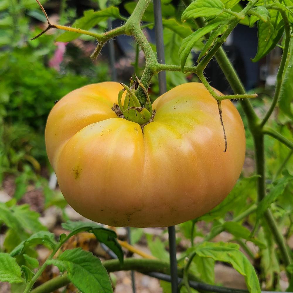 Photo of Tomato (Solanum lycopersicum 'Mortgage Lifter') uploaded by LoriMT