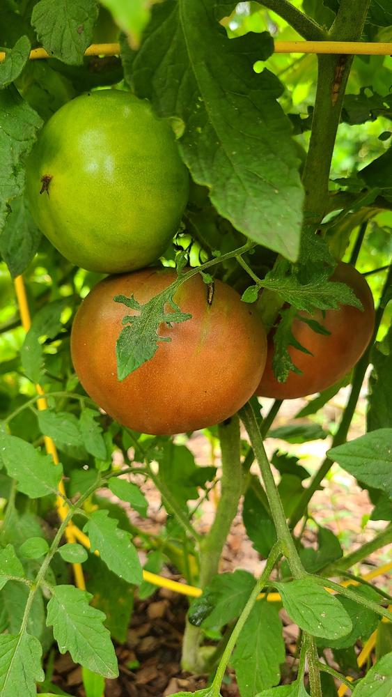 Photo of Tomato (Solanum lycopersicum 'Cherokee Purple') uploaded by LoriMT