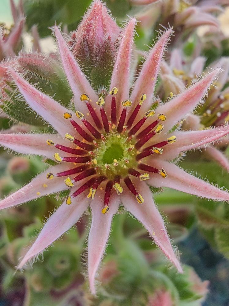 Photo of Hen and Chicks (Sempervivum 'Picasso') uploaded by PaleoTemp