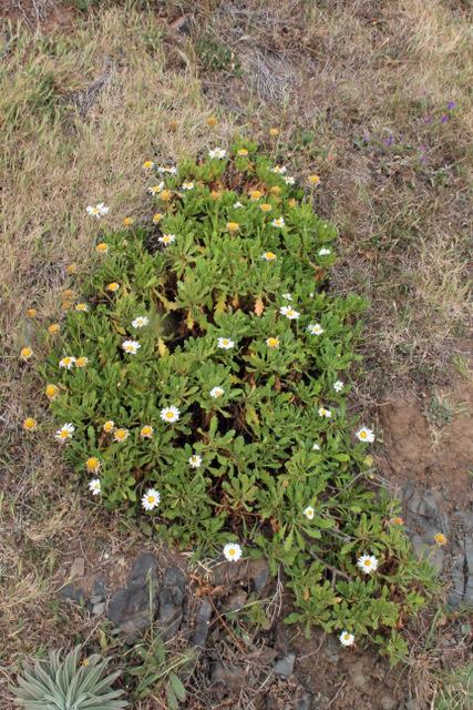 Photo of Oxeye Daisy (Leucanthemum vulgare) uploaded by RuuddeBlock