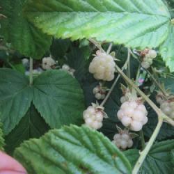 Location: Toronto, Ontario
Date: 2023-07-15
Blackberry (Rubus 'Polar Berry').