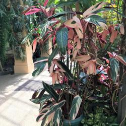 Location: Longwood Gardens PA
Date: 2023-06
mature plant producing long branching shoots in conservatory.