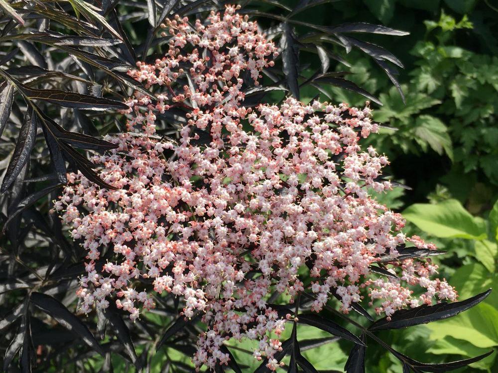 Photo of Elderberry (Sambucus nigra Black Lace™) uploaded by skylark