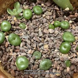 Location: My garden in Tampa, Florida
Date: 2023-07-16
My young Lithops and sprinkled 36 more lithop seeds to see if the