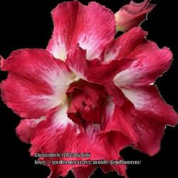 Location: My garden in Tampa, Florida
Date: 2023-07-17
Bloom of my seedgrown desert rose.
