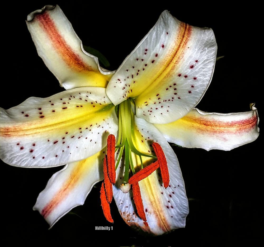 Photo of Lily (Lilium 'Garden Party') uploaded by HoodLily