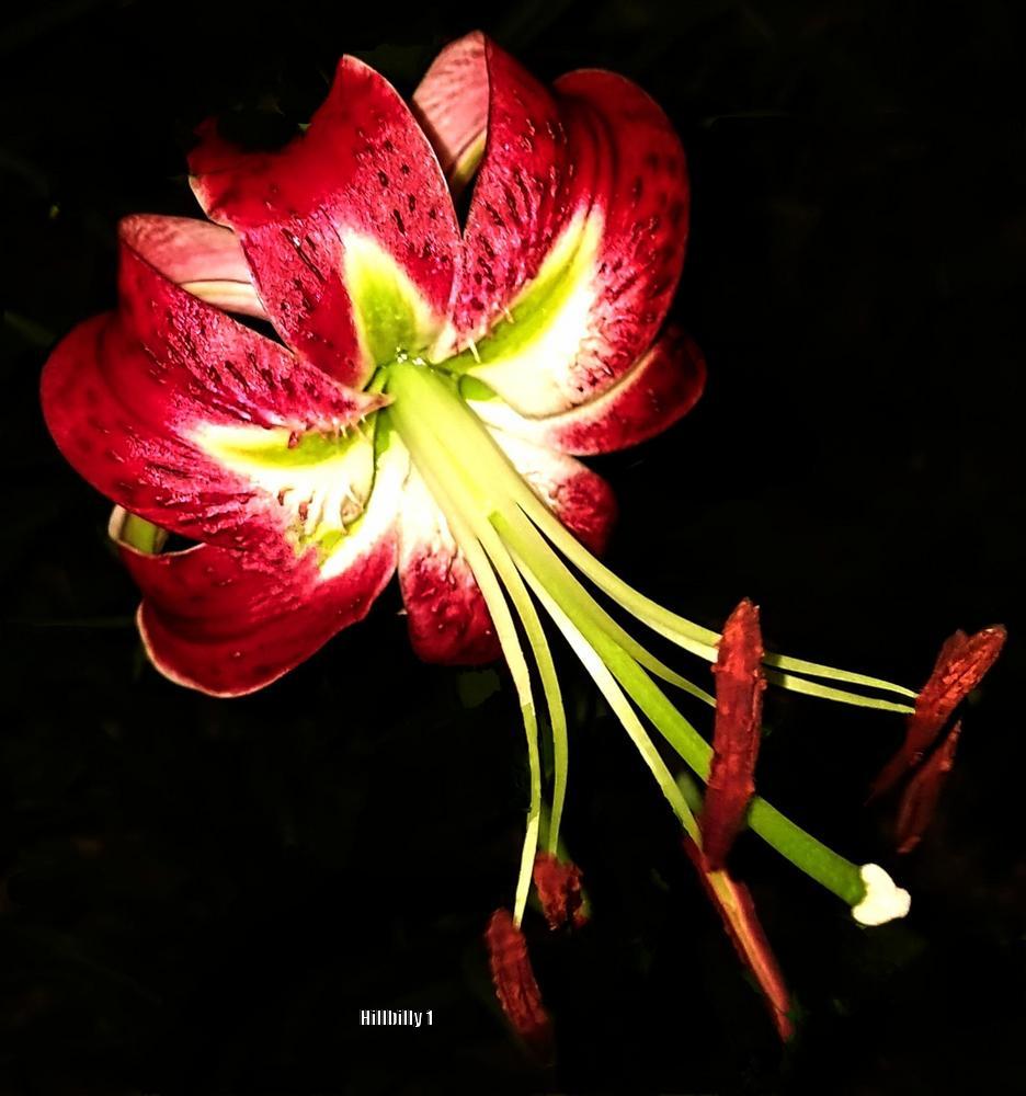 Photo of Lily (Lilium 'Black Beauty') uploaded by HoodLily
