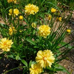 Location: Eagle Bay, New York
Date: 2023-07-16
Coreopsis Leading Lady Charlize